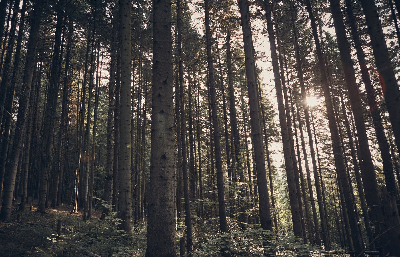 Sunlit green forest
